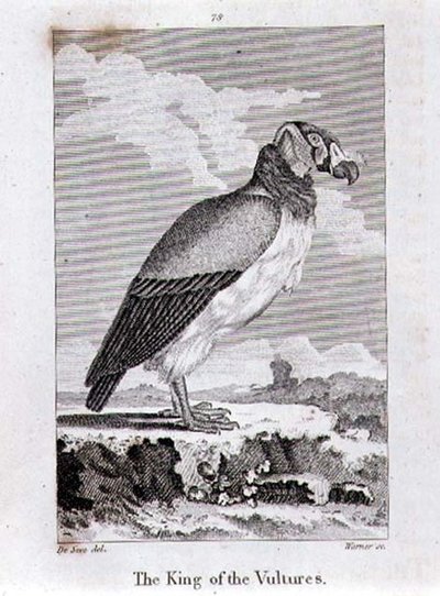 Le Roi des Vautours, de 