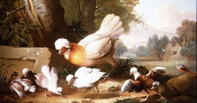 Volaille et pigeons dans un paysage - Jakob Bogdani or Bogdany