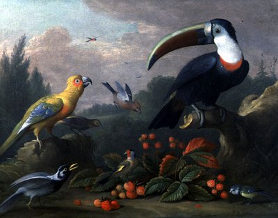 Toucan avec d