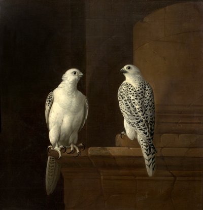 Deux faucons islandais - Jakob Bogdani or Bogdany