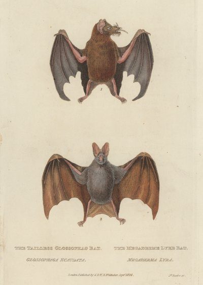 Chauve-souris Glossophage sans queue et chauve-souris Megaderme Lyre (gravure en couleur) - James (after) Basire