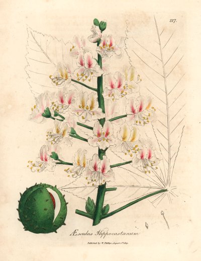 Fleur rose et fruit du marronnier d