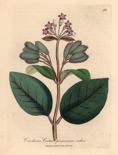 Arbre à écorce rouge du Pérou à fleurs pourpres, Cinchona cortex peruvianus ruber, d