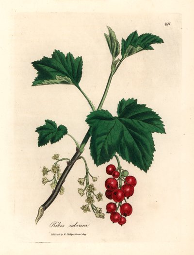 Groseillier rouge, Ribes rubrum, d