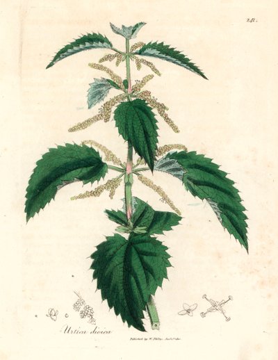 Ortie piquante, Urtica dioica, d