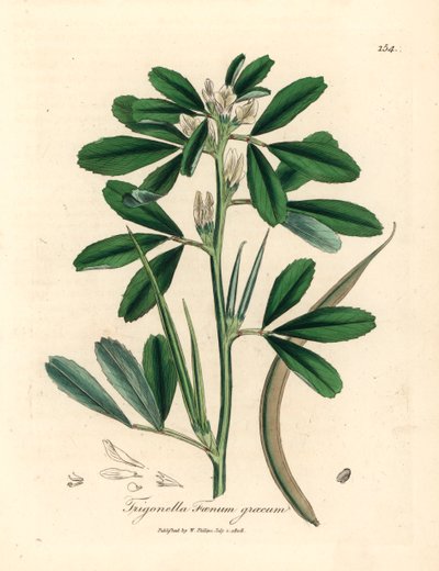 Fenugrec à fleurs blanches avec gousse, Trigonella foenum graecum, d