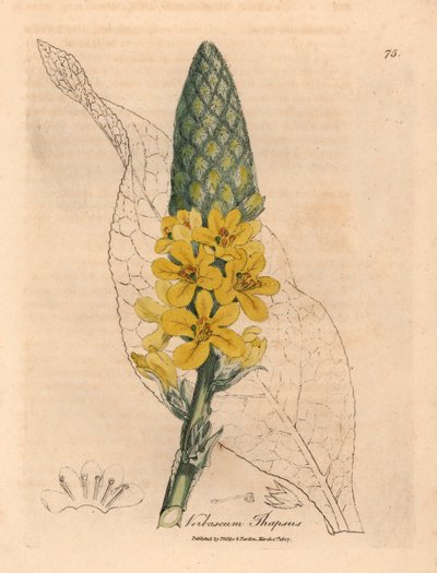 Grande molène à feuilles larges et fleurs jaunes, Verbascum thapsus, d