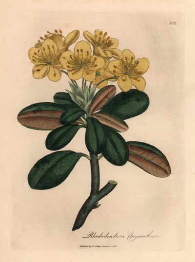 Rhododendron à fleurs jaunes, Rhododendron chrysanthemum, d