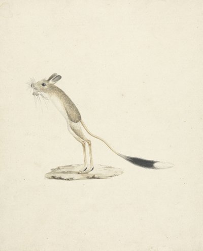 Jerboa No. 4 - James 1730 94 Bruce