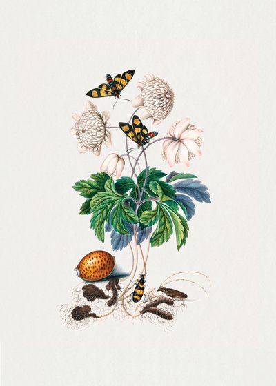 Variété à fleurs doubles - James Bolton
