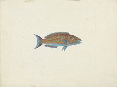 Un poisson, El Hudderi Imbo - James Bruce