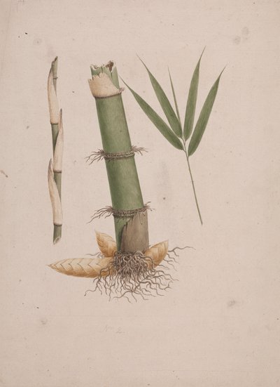 Arundinaria alpina K. Schum. (Bambou africain) : dessin fini de sections de tige et de pousse avec feuilles - James Bruce