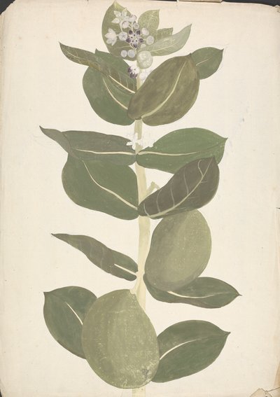 Calotropis procera (Ait.) Ait. f. (Pomme de Sodome, Arbre auriculaire) : dessin fini de la plante en fleur et en fruit - James Bruce