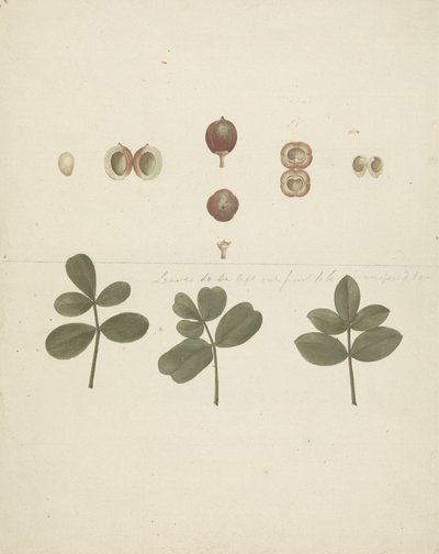 Commiphora gileadensis (L.) C. Chr. (Baume de Galaad, Opobalsam) : dessin fini de fruits, fruits disséqués et feuilles - James Bruce