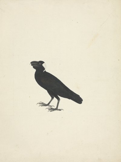 Corvus crassirostris (Corbeau à gros bec) - James Bruce