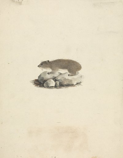 Heterohyrax brucei (Daman des Rochers à Taches Jaunes) - James Bruce
