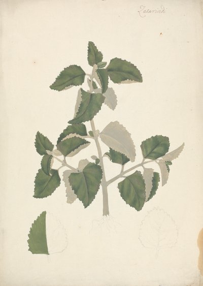Labiatae (espèce indéterminée) : dessin fini d