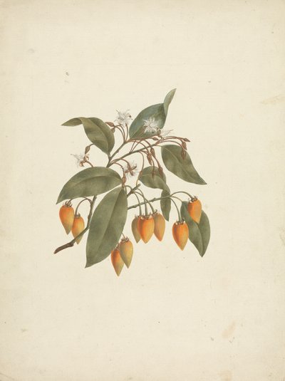 Mimusops kummel A. DC. : dessin fini avec quelques fleurs - James Bruce