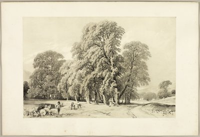 Platanes, du Parc et la Forêt - James Duffield Harding