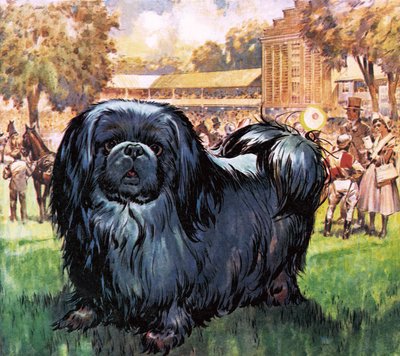 Chevalier noir. Le chien pékinois appartenant à l