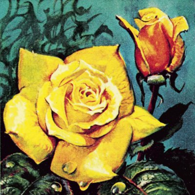 Rose avec rosée - James Edwin McConnell