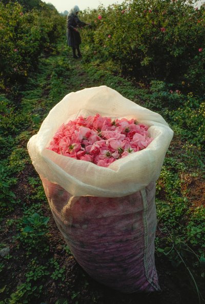 Un sac rempli de pétales de rose fraîchement cueillis. Vallée des Roses, Bulgarie - James L Stanfield
