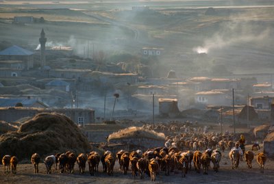 Un grand troupeau de bovins se dirige vers le pâturage à travers une ville rurale poussiéreuse. Enrentepe, Turquie. - James L Stanfield