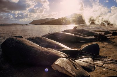Des baleines abattues jonchent la plage après une chasse. FRENCHMAN BAY PRÈS D