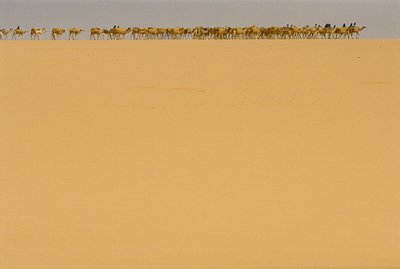 Caravane de sel en route vers Agadez, Nigeria. EN ROUTE VERS AGADEZ, NIGERIA, NIGER. - James L Stanfield