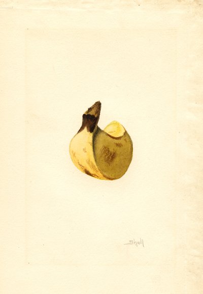Banane (Musa) (aquarelle) - James Marion Shull