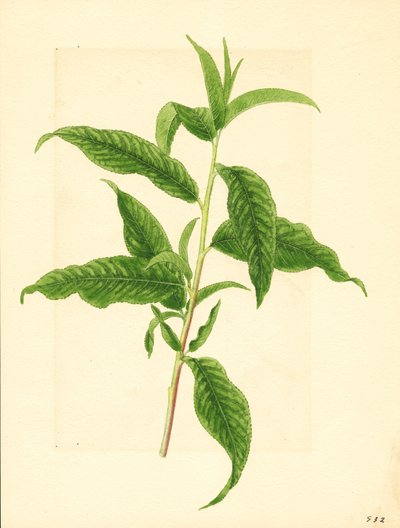 Branche avec feuilles vertes du pêcher Elberta ( Prunus persica : Elberta) (aquarelle) - James Marion Shull