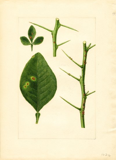 Feuille et rameau d