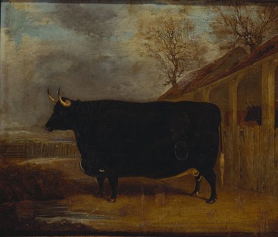 Un taureau noir debout près d
