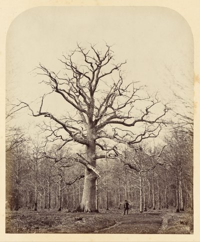Le chêne de la reine Anne - James Sinclair