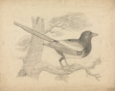 Une pie dans un arbre - James Sowerby