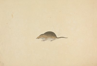 Une musaraigne - James Sowerby