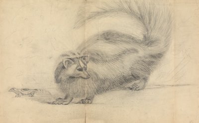 Une mouffette avec une autre mouffette en arrière-plan - James Sowerby