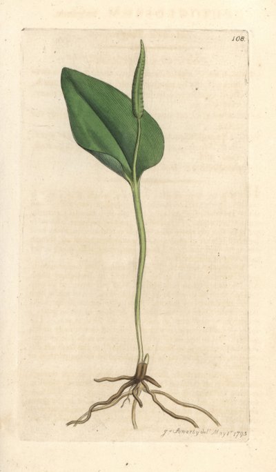 Langue de serpent, Ophioglossum vulgatum - James Sowerby