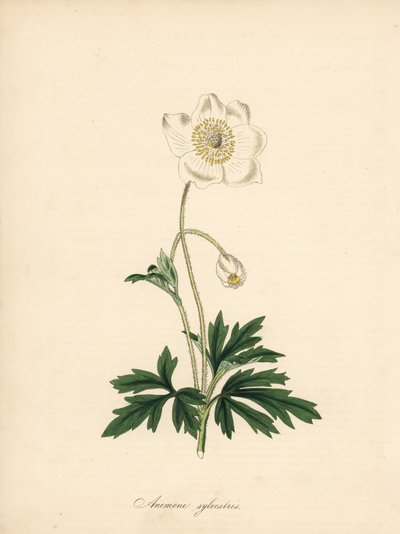 Anémone des perce-neige - James Sowerby
