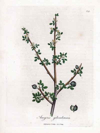 Baumier de La Mecque ou baumier de Galaad - Baumier de La Mecque, Commiphora gileadensis. Gravure à la main en couleur d