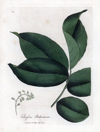 Baumier de Tolu, Myroxylon toluifera balsamum. Gravure à la main en couleur d