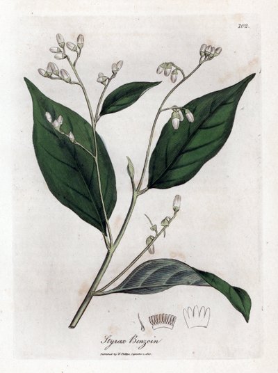 Benjoin - Benjoin, Styrax benzoin. Gravure à la main en couleur d