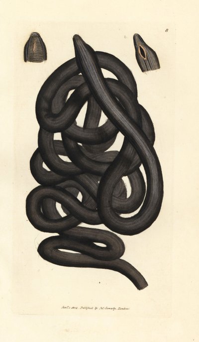 Ver de mer, Lineus longissimus. Gravure en cuivre colorée à la main par James Sowerby du British Miscellany, ou Figures colorées de sujets animaux nouveaux, rares ou peu connus. - James Sowerby