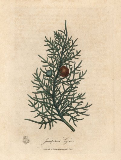 Juniperus lycia - James Sowerby