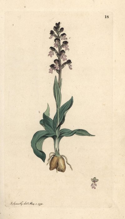 Orchis brûlé, Neotinea ustulata - James Sowerby