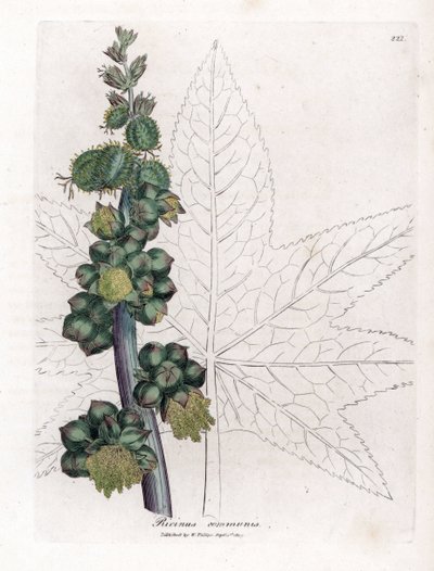 Ricin - James Sowerby
