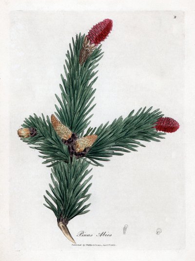 Épicéa commun - Épicéa de Norvège, Pinus abies - James Sowerby