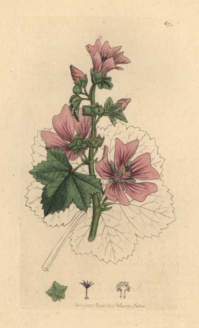 Mauve commune, Malva sylvestris - James Sowerby