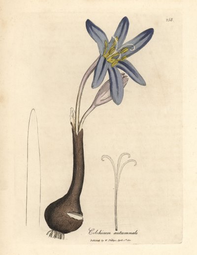 Colchique d