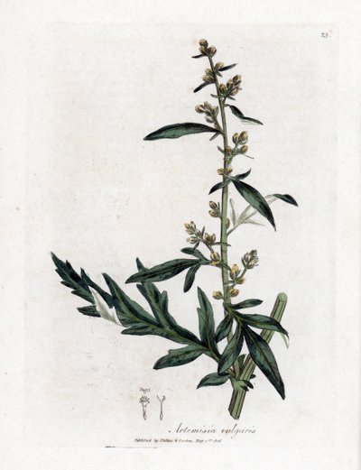 Armoise commune ou vulgaire - James Sowerby